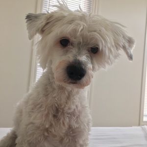 Meet your Posher, Meghan